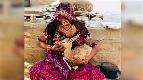 Bishnoi woman breastfeeds baby deer in Jodhpur in heartwarming pic.